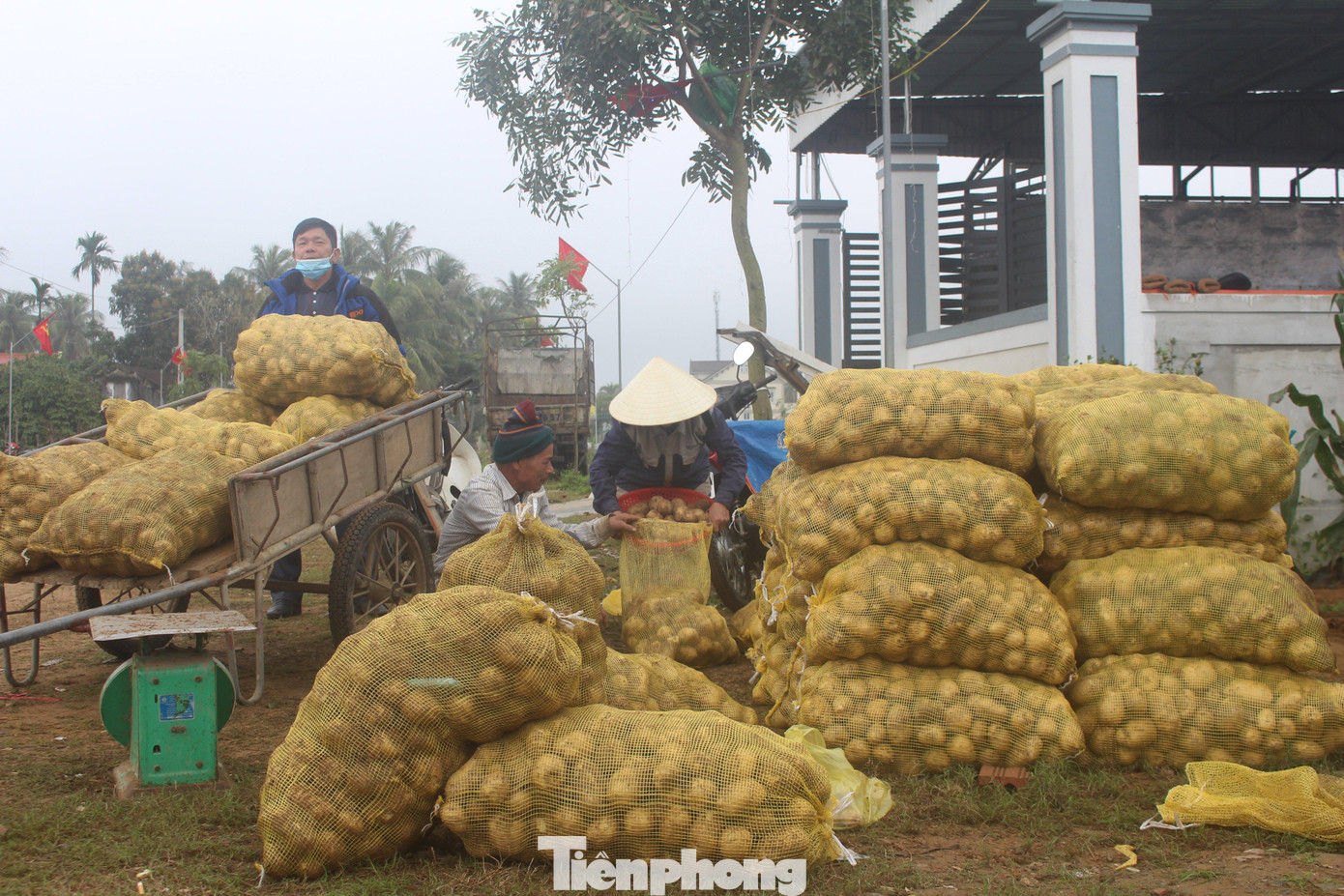 Ông Lê Thế Hiếu, Trưởng phòng NN&amp;PTNT huyện Diễn Châu, thông tin, toàn huyện có khoảng 220 ha trồng khoai tây, năng suất đạt trung bình 18 – 20 tấn/ha/vụ. Trong đó, có tới 160 ha được liên kết bao tiêu sản phẩm. “Nhờ tạo sự liên kết bền vững giữa nông dân và doanh nghiệp nên toàn bộ khoai tây được thu mua ổn định. Chúng tôi khuyến khích người dân mở rộng diện tích trồng để mang lại hiệu quả kinh tế cao hơn”, ông Hiếu nói.