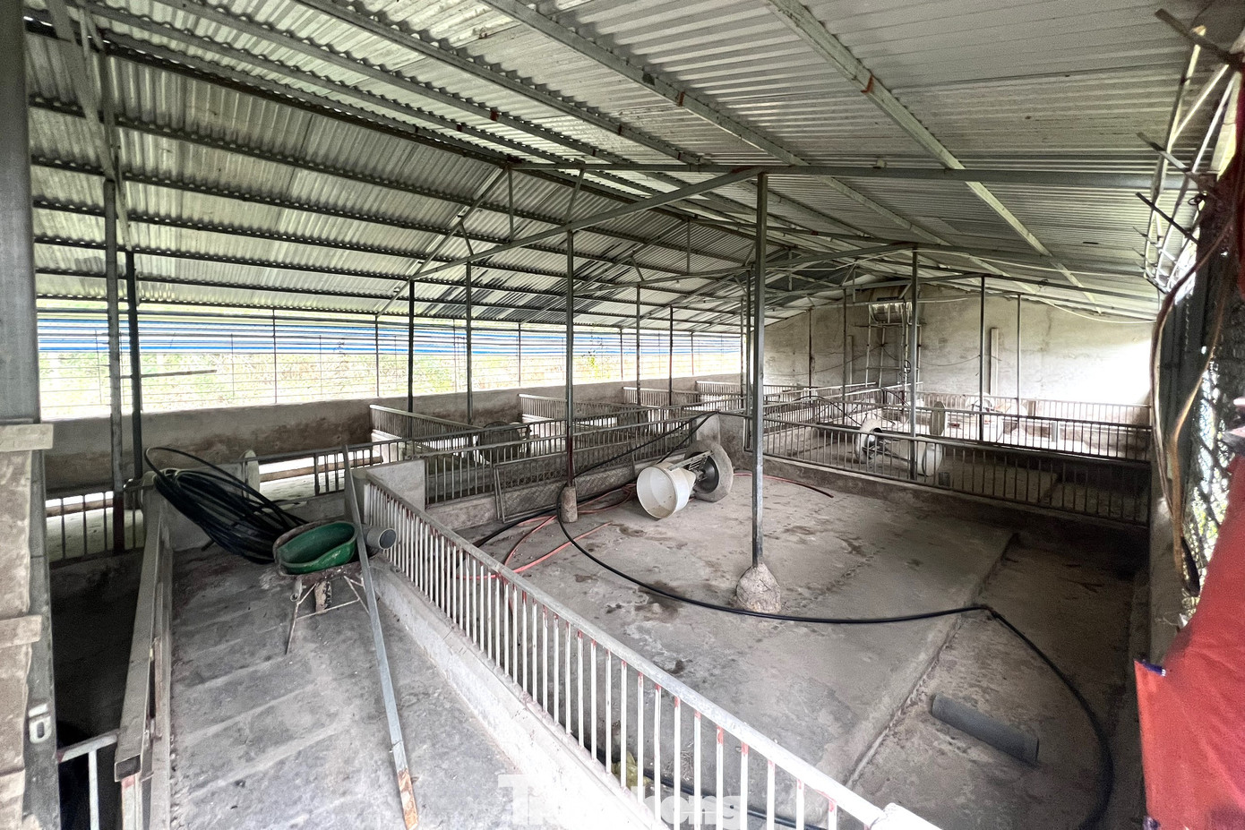 Tại Nghệ An, nhiều hộ dân không còn mặn mà với việc nuôi lợn. Họ chấp nhận “treo chuồng” nhiều tháng nay.