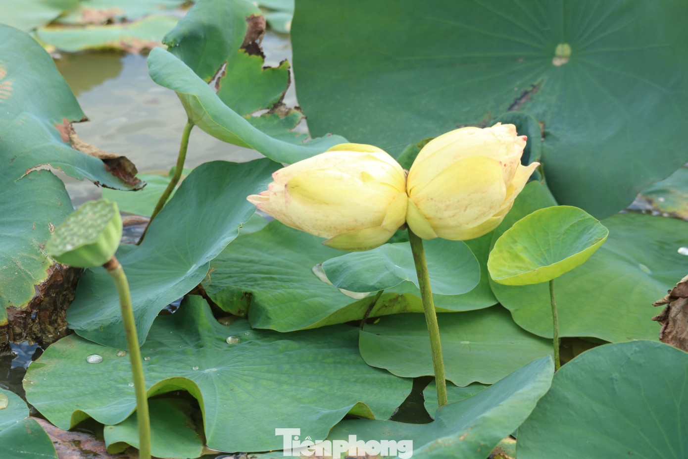 Bông sen tịnh đế Bỉ Ngạn Vàng đầu tiên ở một đầm sen xã Kim Liên.