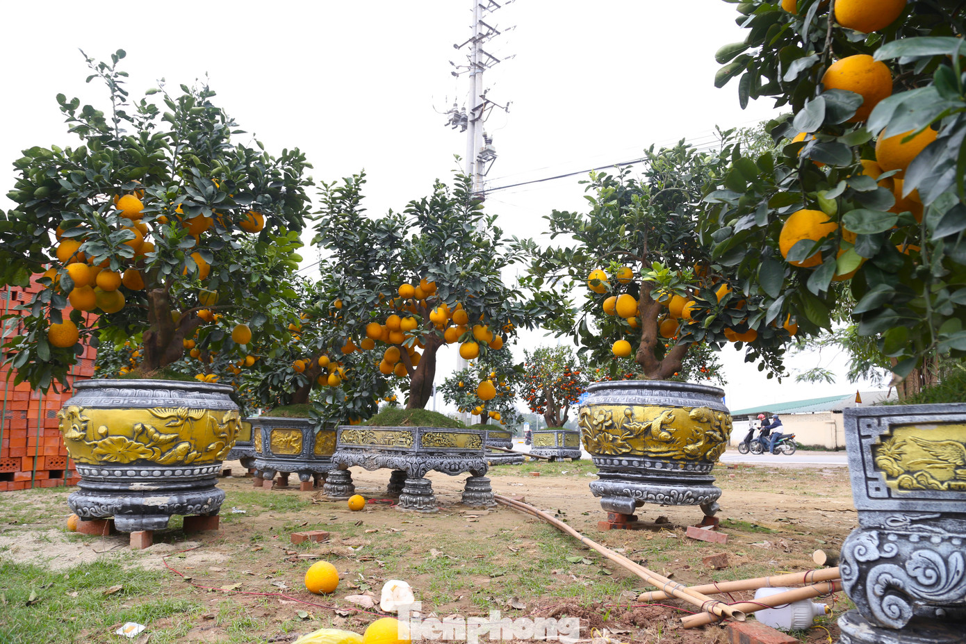 Những cây bưởi Diễn loại to, trước Tết bán với giá từ 40 - 50 triệu đồng, nay chỉ xấp xỉ 10 triệu đồng. Đối với những cây loại nhỏ, trước đây bán từ 10 - 15 triệu đồng, nay chỉ còn từ 1 - 3 triệu đồng, nhưng không có người hỏi mua.