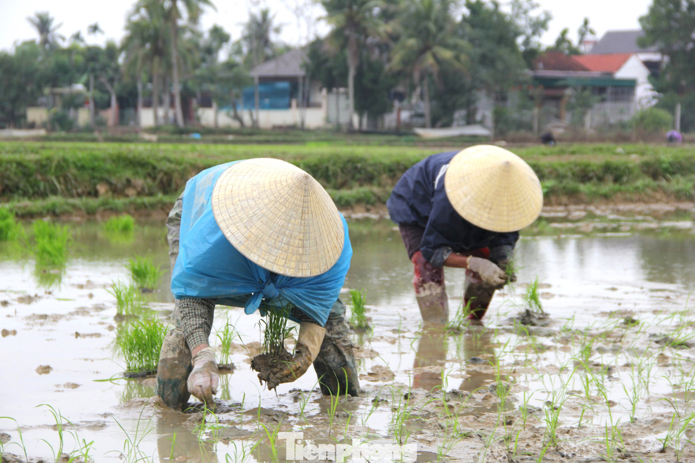 Nông dân rộn ràng xuống đồng ngày đầu năm mới