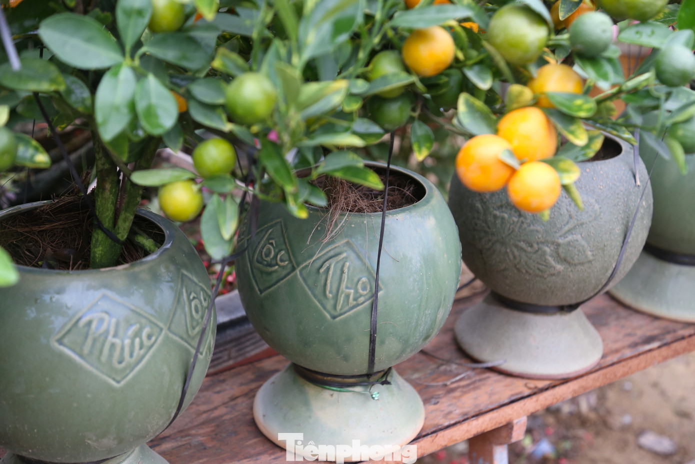 Giá cho mỗi chậu quất bonsai dao động từ 150.000 – 300.000 đồng.