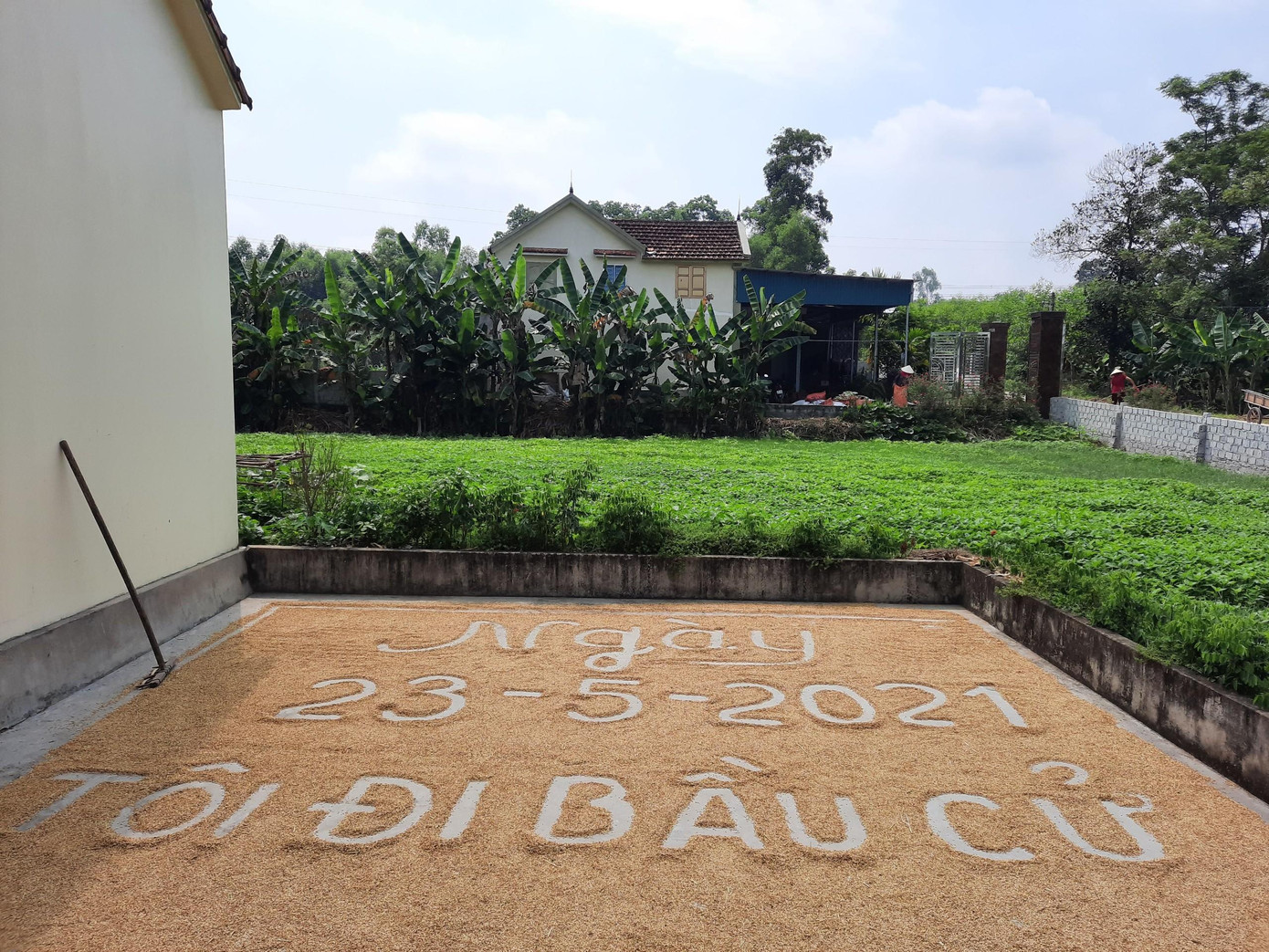Khẩu hiệu "Ngày 23/5/2021 Tôi đi bầu cử" được viết trên sân phơi lúa Khẩu hiệu "Ngày 23/5/2021 Tôi đi bầu cử" được viết trên sân phơi lúa