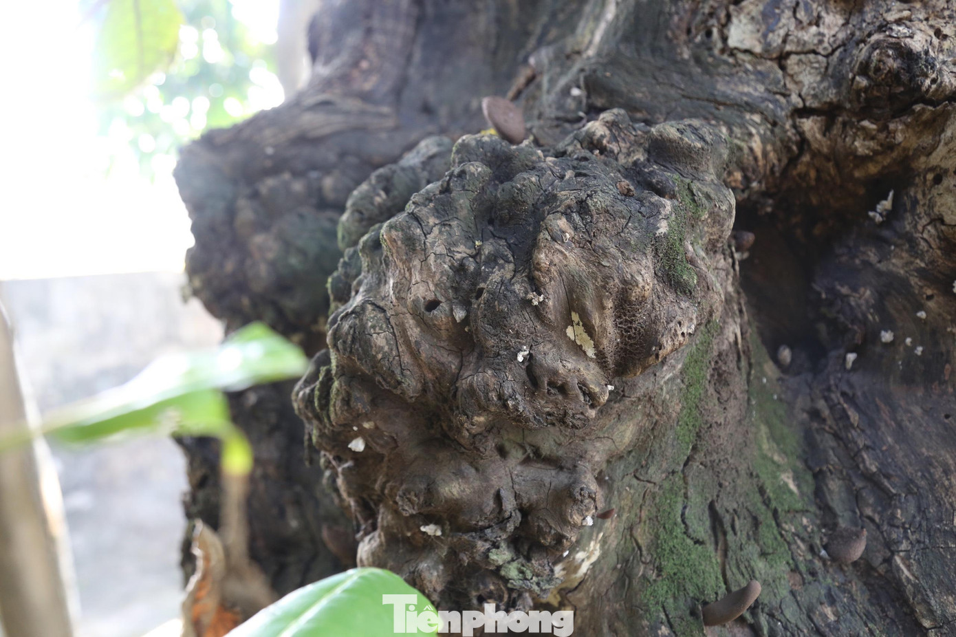 Phần dưới thân cây bàng có nhiều u bạnh, lồi, lõm và nhiều lỗ thủng lớn