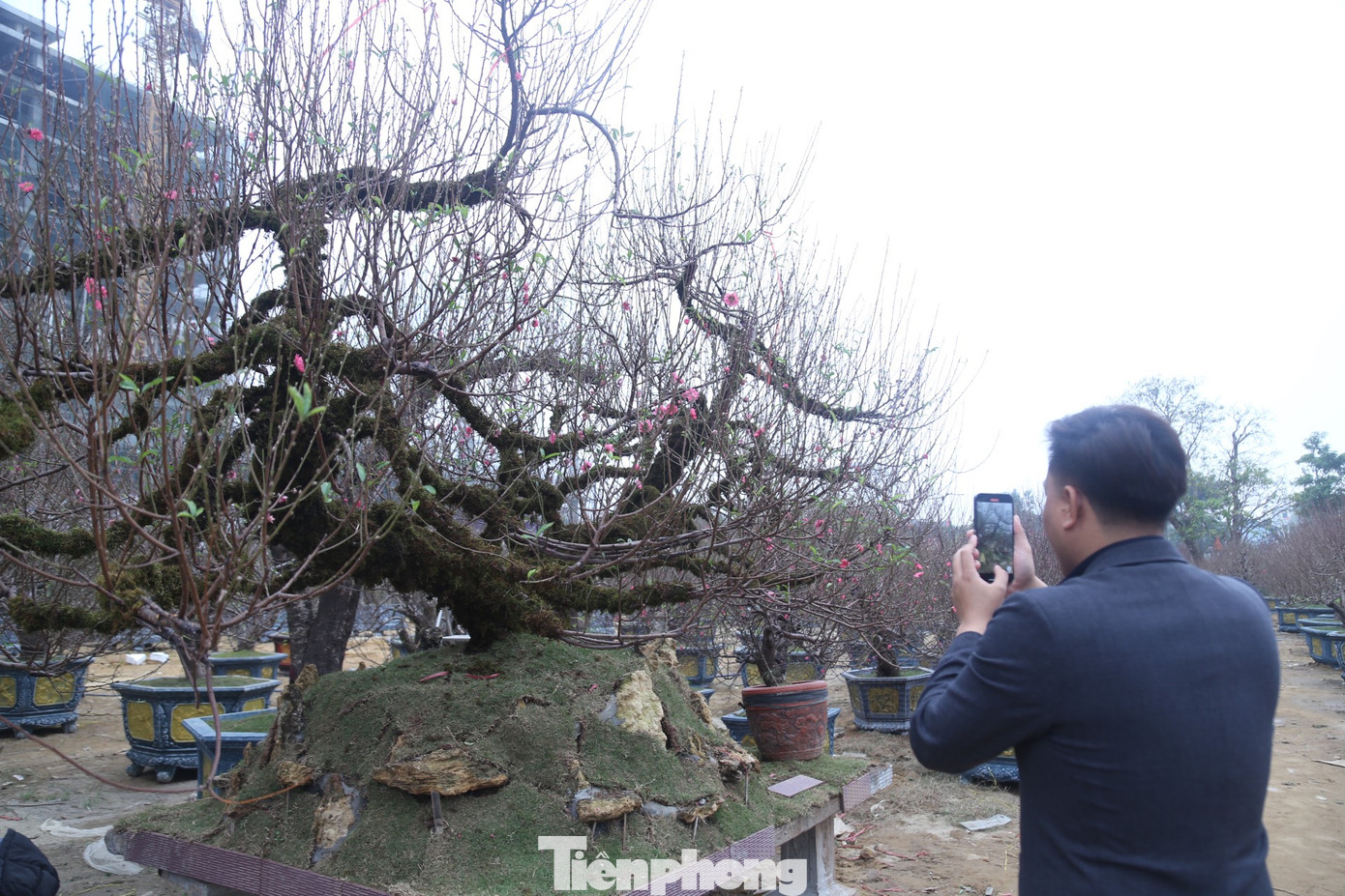 Người dân thích thú quay video về cây đào 'khủng' này