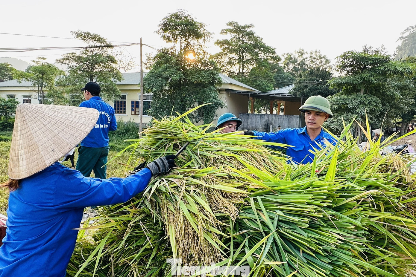 Đoàn viên thanh niên chất lúa lên xe thồ đẩy về tận nhà cho người dân.