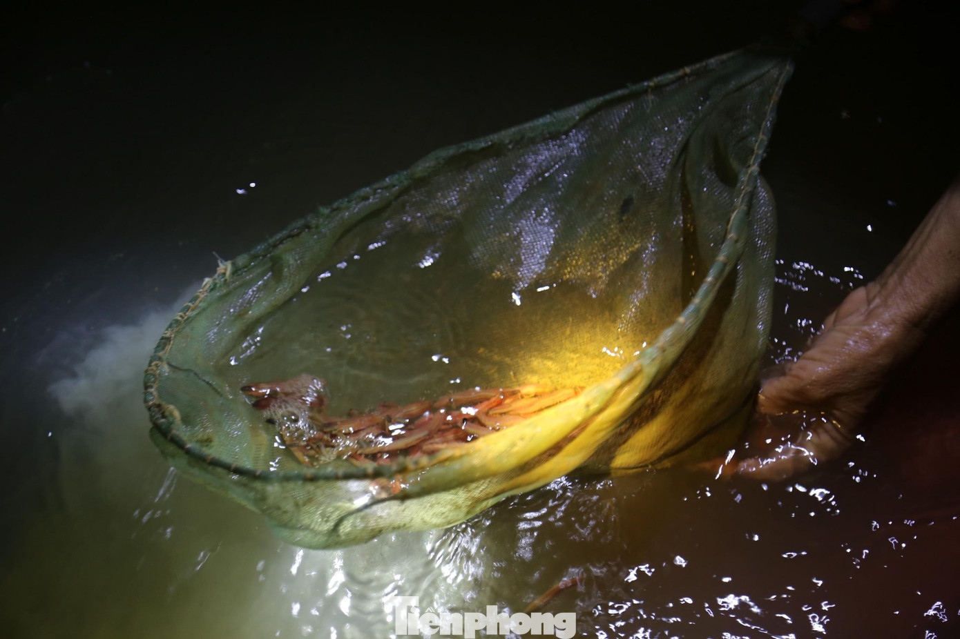 “Nghề săn rươi có từ lâu đời. Tùy theo con nước để xác định rươi lên sớm hay muộn, ngày hôm sau sẽ lên muộn hơn 1 tiếng so với ngày trước. Ngày bình thường, tôi vớt được khoảng 4-5kg rươi. May mắn, có ngày được hơn 1 yến. Với giá bán khá cao mang lại thu nhập tốt cho gia đình”, bà Trâm nói.