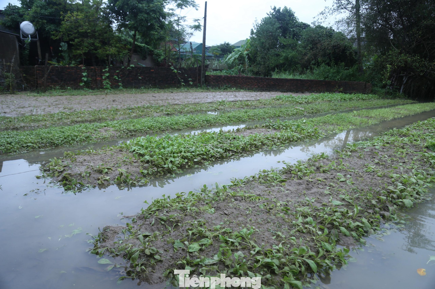 Ông Trần Anh Tấn - Chủ tịch UBND xã Hưng Đông cho biết, toàn xã có 29,5 ha rau màu, trong đó trên 70% diện tích bị mất trắng. Hoa vụ đông (trồng phục vụ Tết) là 7,5 ha mất trên 80%. Tổng thiệt hại ước tính khoảng trên 5 tỷ đồng. “Sau khi đánh giá tình hình ngập úng, chính quyền địa phương đã thông báo cho bà con khi trời tạnh ráo gấp rút thu hoạch những luống rau non để giảm thiểu thiệt hại”, ông Tấn cho hay.