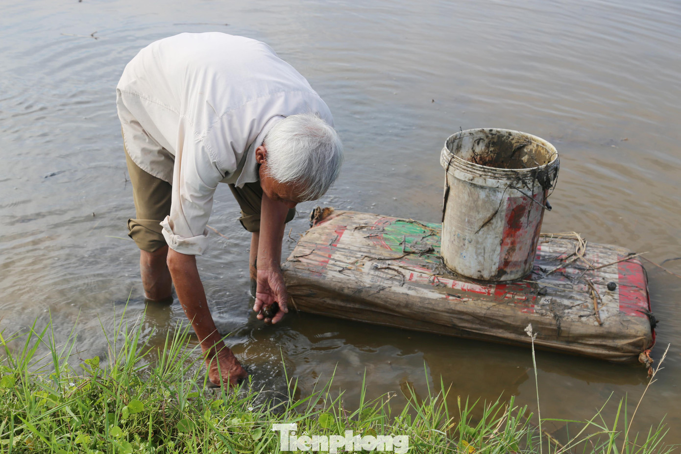 Ông Hàn lội ruộng bắt ốc bươu vàng