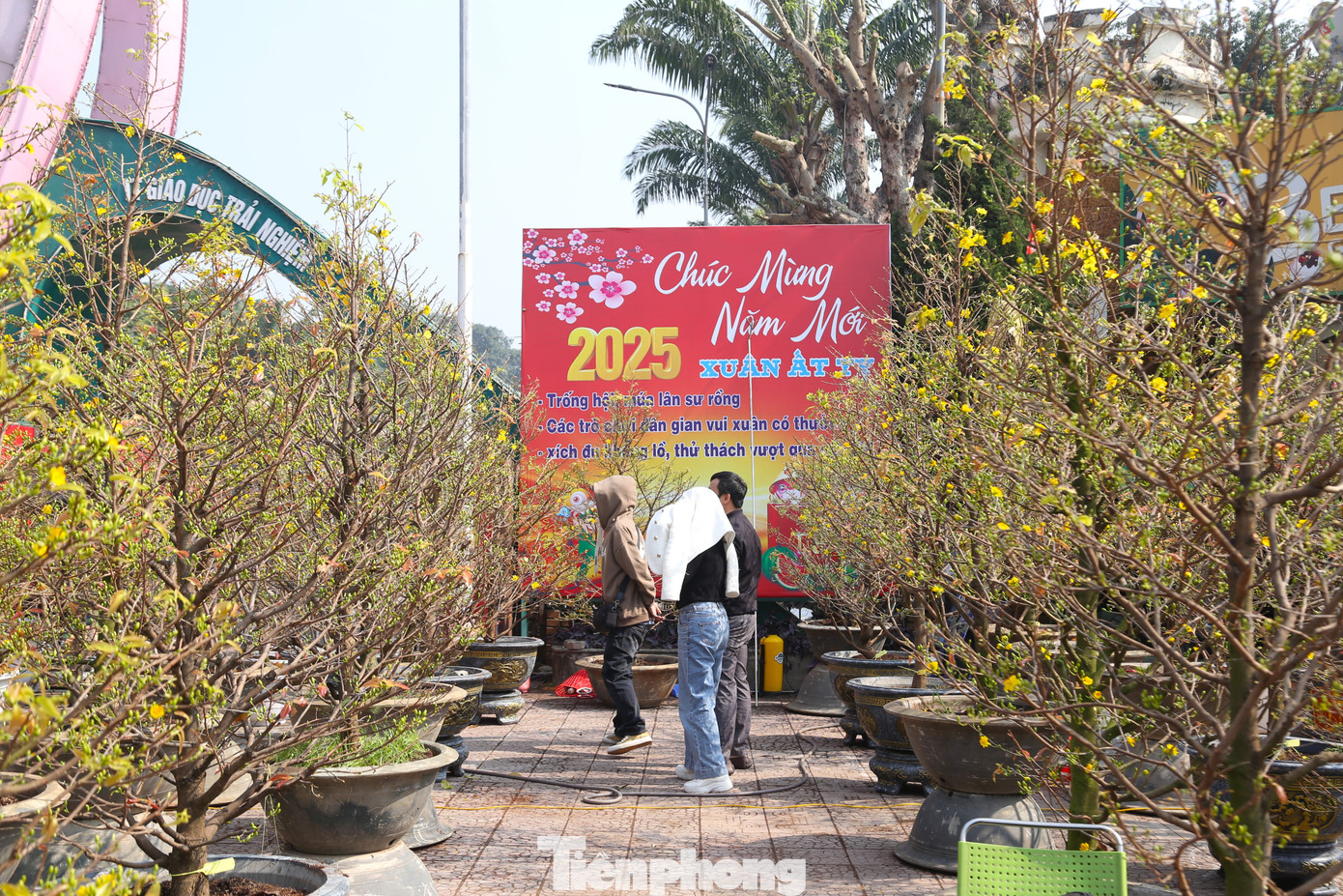 Có khách ghé xem mai vàng, ngó nghiêng rồi lặng lẽ rời đi.