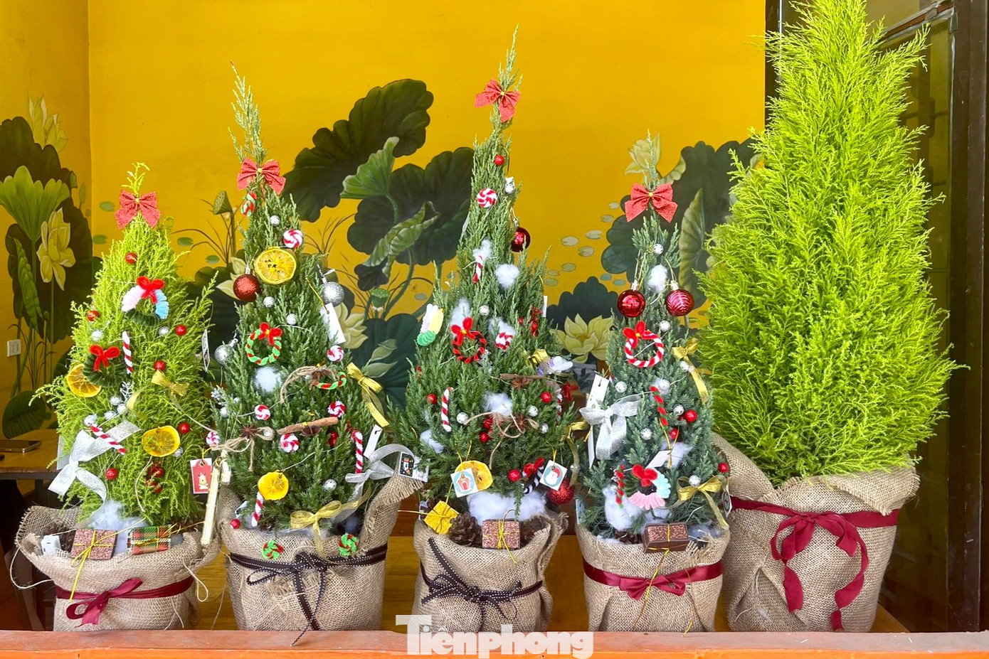 Gần là tới lễ Giáng sinh, mọi người tất bật mua sắm những món đồ, cây cảnh trang trí mang nét đặc trưng. Năm nay, bên cạnh những cây thông tươi, cành thông tươi nhập khẩu từ Đan Mạch có giá thành cao và khá kén khách thì “bộ đôi” cây tùng thơm, sơn tùng lại được nhiều người tìm mua.