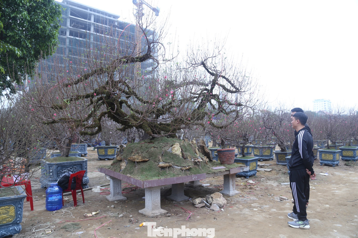Cây đào nhật tân có thế độc, lạ và đẹp, có một số khách đại gia đến chỉ để ngắm chưa dám "xuống tiền" để rước về chơi Tết.