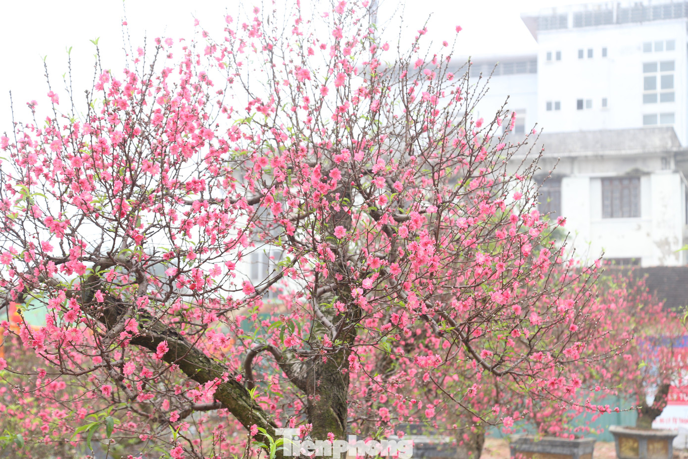 Theo các tiểu thương, năm nay, thời tiết nắng ấm khiến hoa đào nở bung gần hết, bán rất khó dù giá đã giảm sâu.