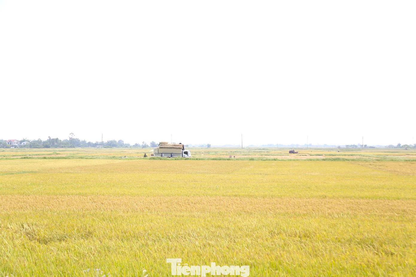 Những ngày này, trên các cánh đồng lúa xã Hưng Hòa, TP Vinh, Nghệ An, bà con nông dân đang vào vụ thu hoạch lúa Đông xuân. Đây cũng là dịp để một số người dân ở vùng khác tìm đến thu gom rơm.