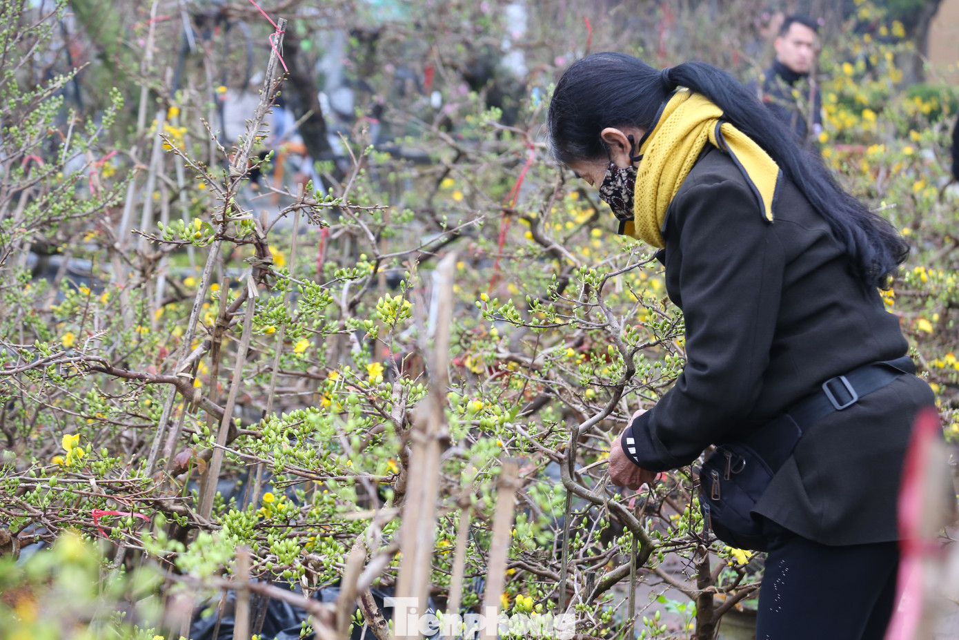 Hoa mai là loài hoa được dân Vinh yêu thích vì vẻ đẹp và giá cả phù hợp.