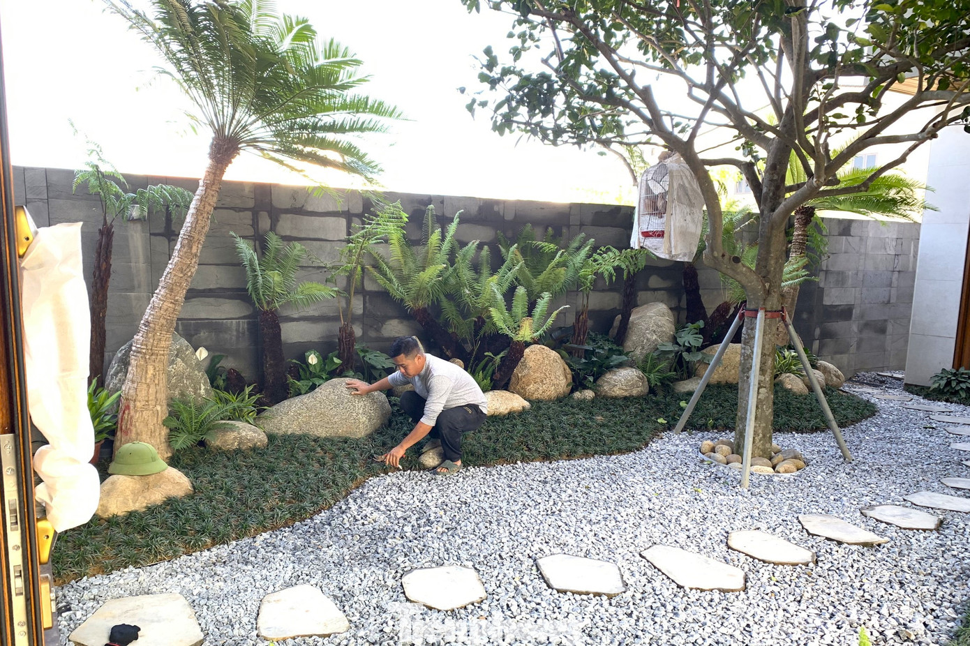 Mấy năm gần đây, xu hướng trang trí tiểu cảnh, sân vườn để đón Tết tăng cao. Đặc biệt là những gia đình có sân vườn, không gian rộng. Trong đó, loài cây dương xỉ bám nhiều rêu mốc rất được ưa chuộng.