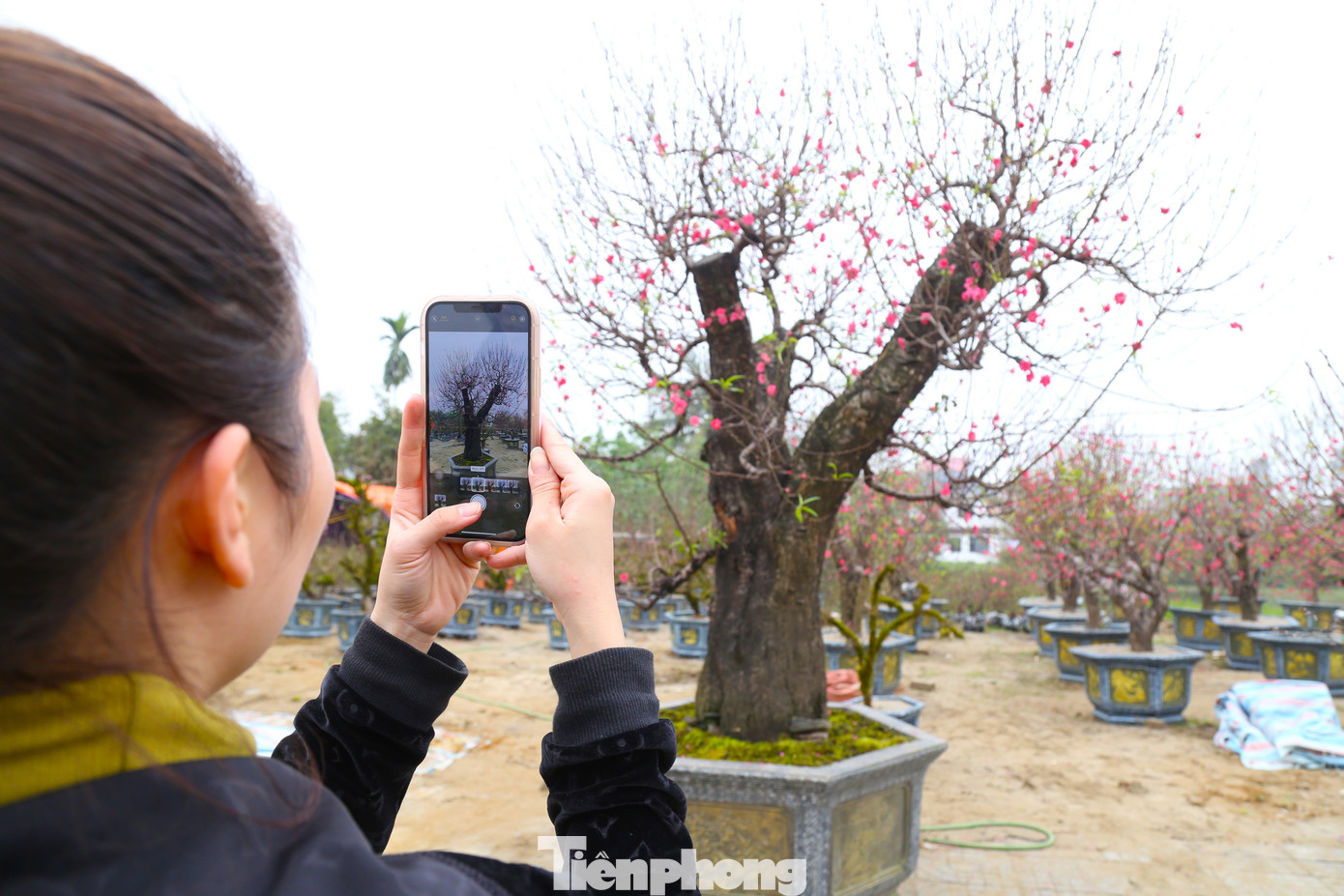 Nhiều người thích thú, check-in tại gốc đào 120 triệu đồng này.