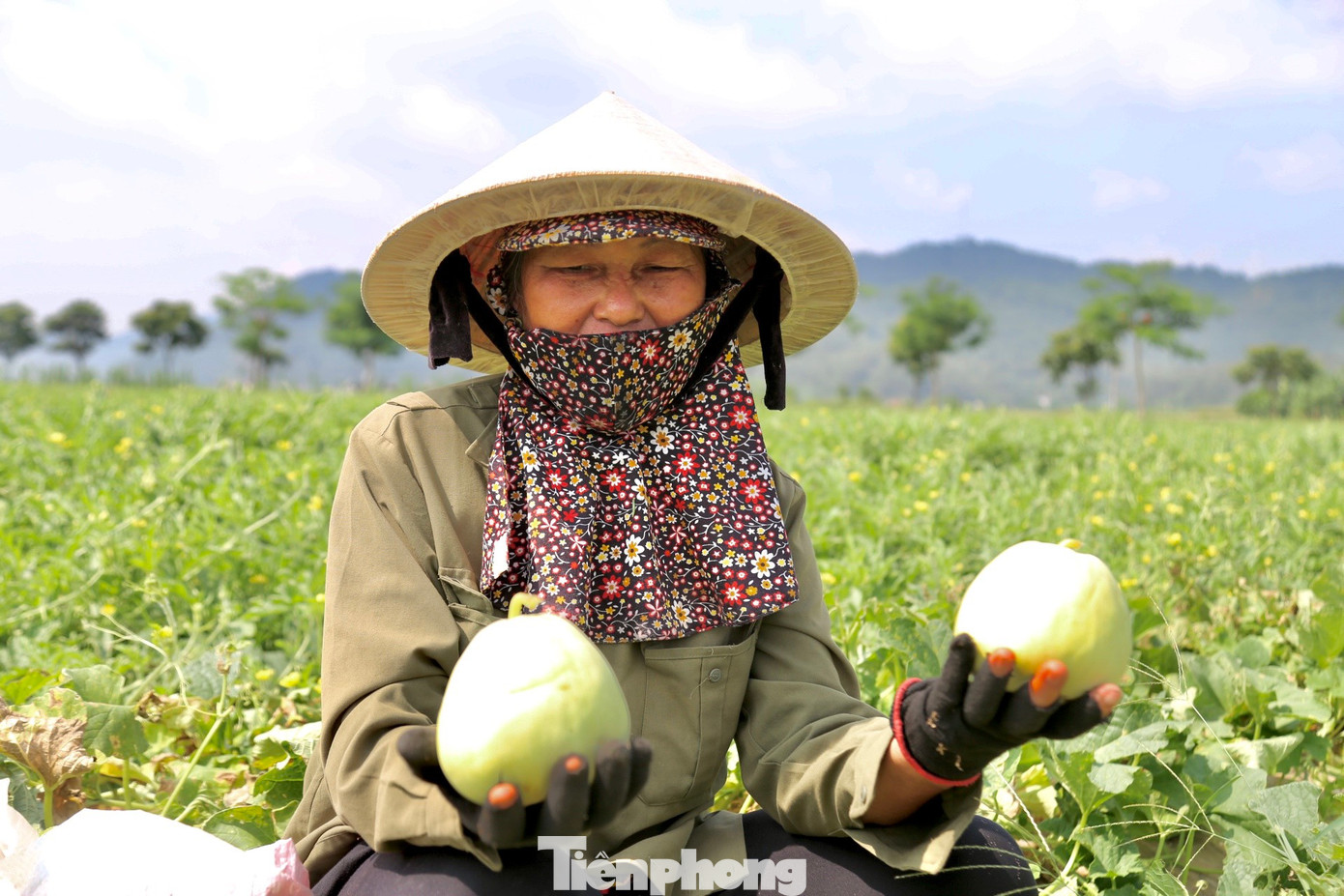 Bà Phan Thị Hiền (SN 1967, trú xóm Minh Tân, xã Thượng Tân Lộc) chia sẻ: “Trên diện tích 2 sào của gia đình đang cho thu hoạch những lứa dưa lê đầu tiên. Bình quân mỗi sào trồng dưa, gia đình đầu tư khoảng 1 triệu đồng bao gồm giống, phân bón, thuốc bảo vệ thực vật, chưa tính tiền công chăm sóc. Nếu vụ dưa cho năng suất 8-10 tạ/sào và bán được giá từ 15.000 - 17.000 đồng/kg, thì trừ chi phí sẽ thu lãi khoảng 10 triệu đồng”.