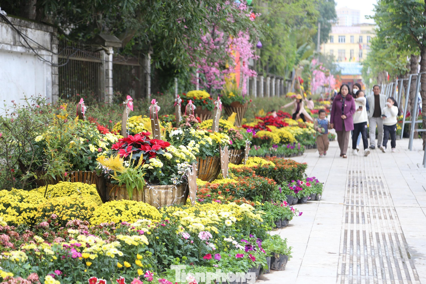 Con đường rực rỡ sắc hoa thu hút rất đông người dân đến chụp ảnh, lưu giữ khoảnh khắc đẹp ngày xuân.