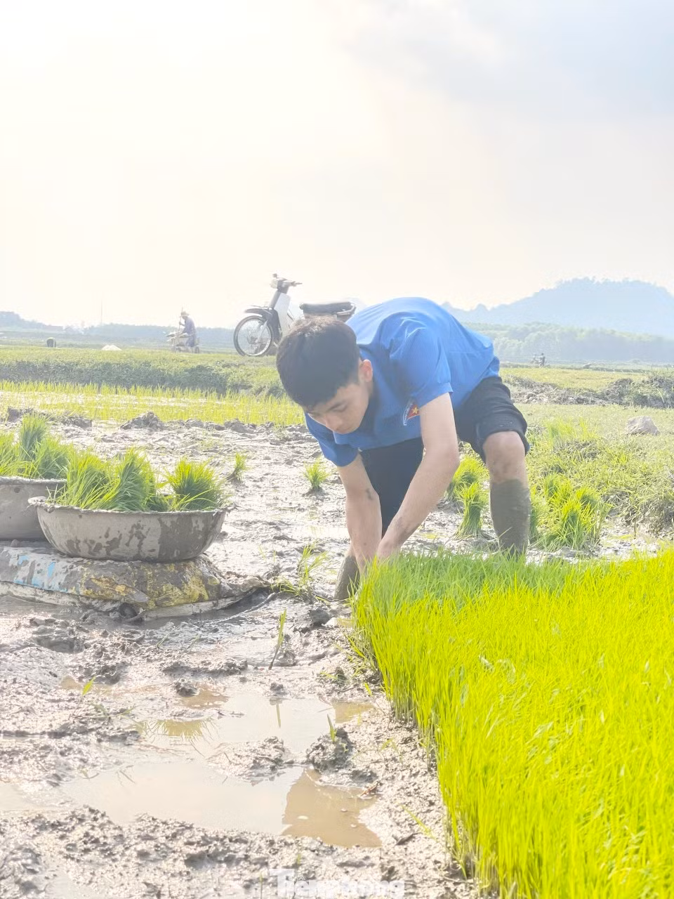 Đoàn viên thanh niên hỗ trợ từ việc nhổ mạ, rồi vận chuyển mạ đến ruộng và cấy lúa.