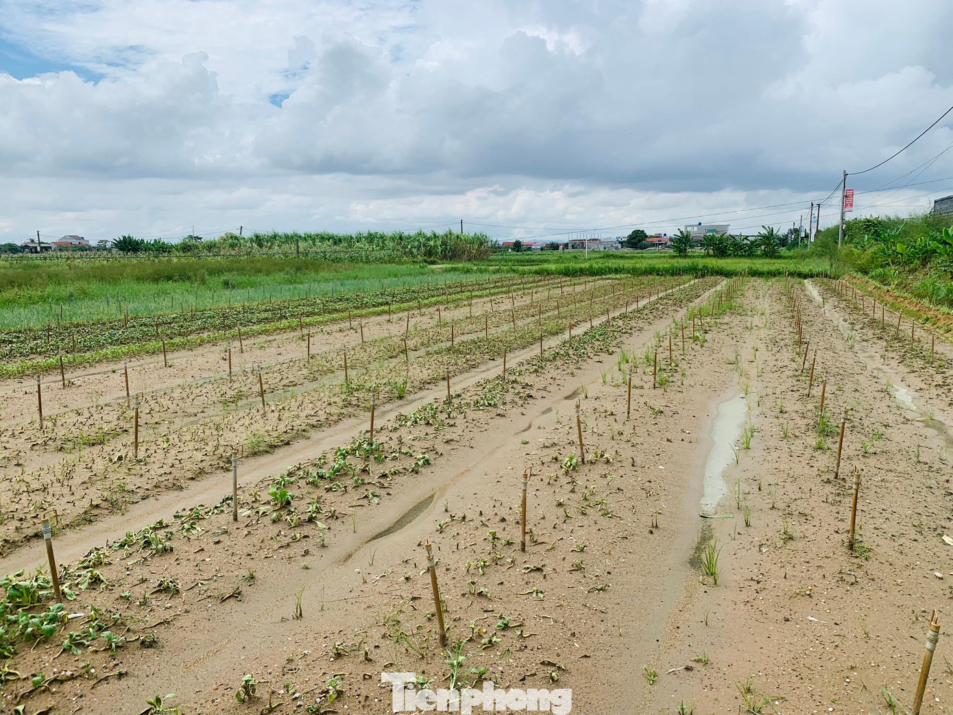 Nhiều ruộng rau hư hỏng do ngâm nước nhiều ngày Nhiều ruộng rau hư hỏng do ngâm nước nhiều ngày