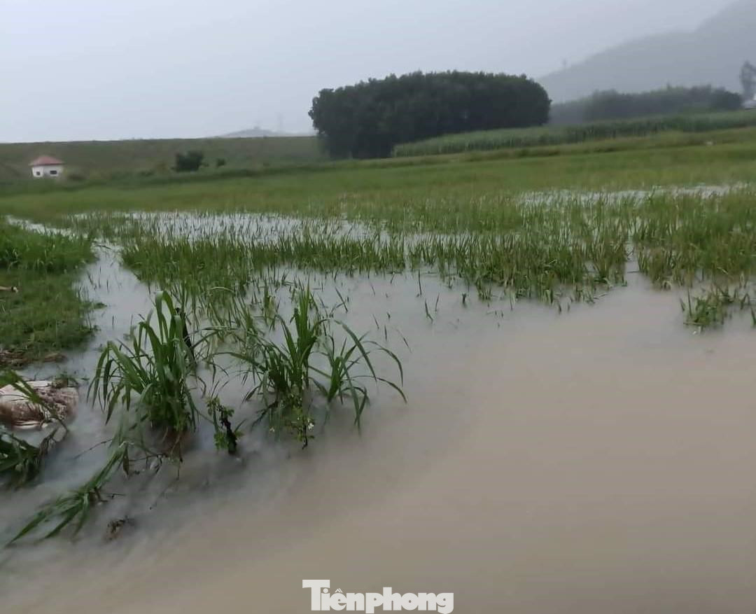 Nhiều diện tích hoa màu bị ngập trong biển nước