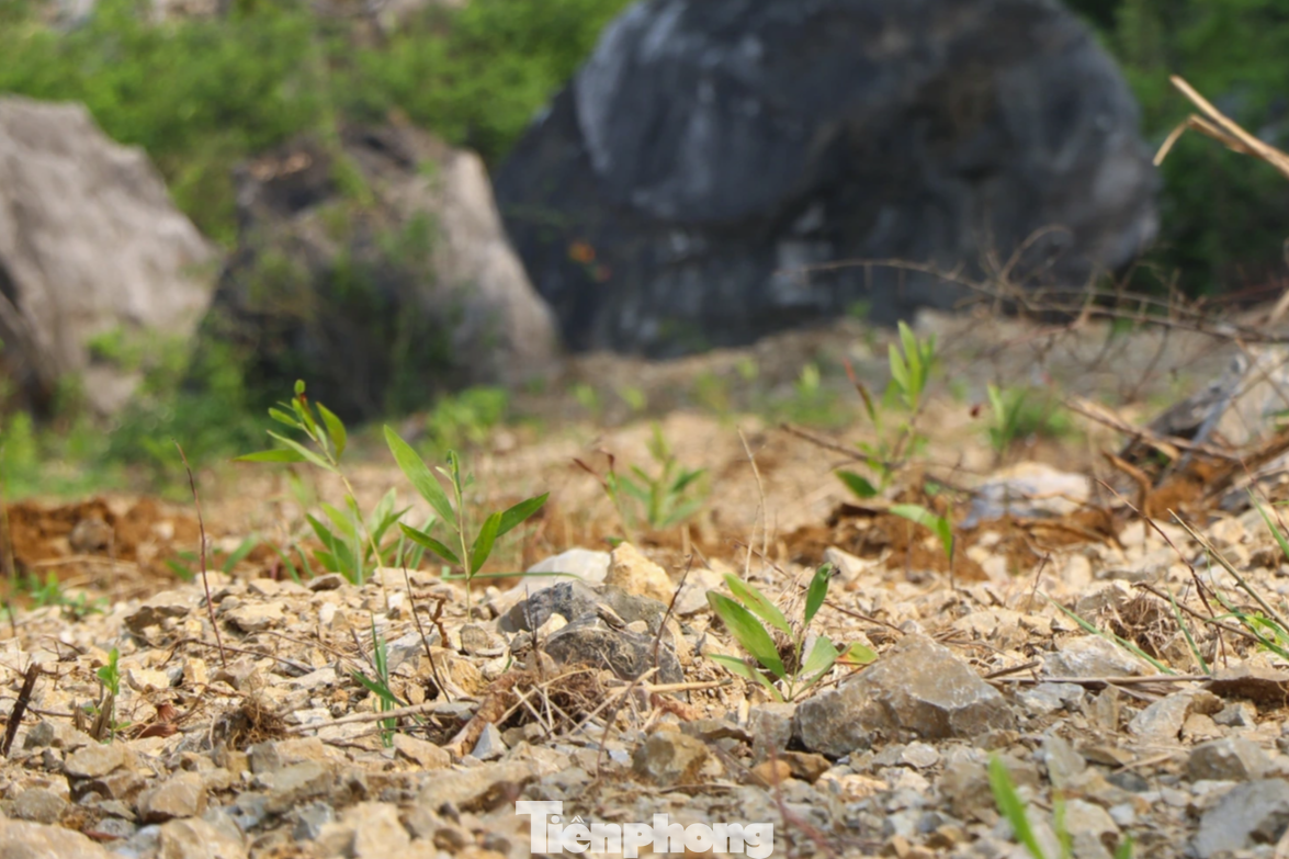 Tại các điểm khai thác cũ và mới, UBND xã Minh Châu đã hợp đồng với nhân viên bảo vệ trồng tràm. Đây được xem là một trong những biện pháp để bảo vệ di tích quốc gia Lèn Hai Vai. Tuy nhiên, nhiều người lo ngại khi tràm trưởng thành, việc khai thác gỗ cũng sẽ ảnh hưởng đến hiện trạng gốc của di tích này. Tại các điểm khai thác cũ và mới, UBND xã Minh Châu đã hợp đồng với nhân viên bảo vệ trồng tràm. Đây được xem là một trong những biện pháp để bảo vệ di tích quốc gia Lèn Hai Vai. Tuy nhiên, nhiều người lo ngại khi tràm trưởng thành, việc khai thác gỗ cũng sẽ ảnh hưởng đến hiện trạng gốc của di tích này.