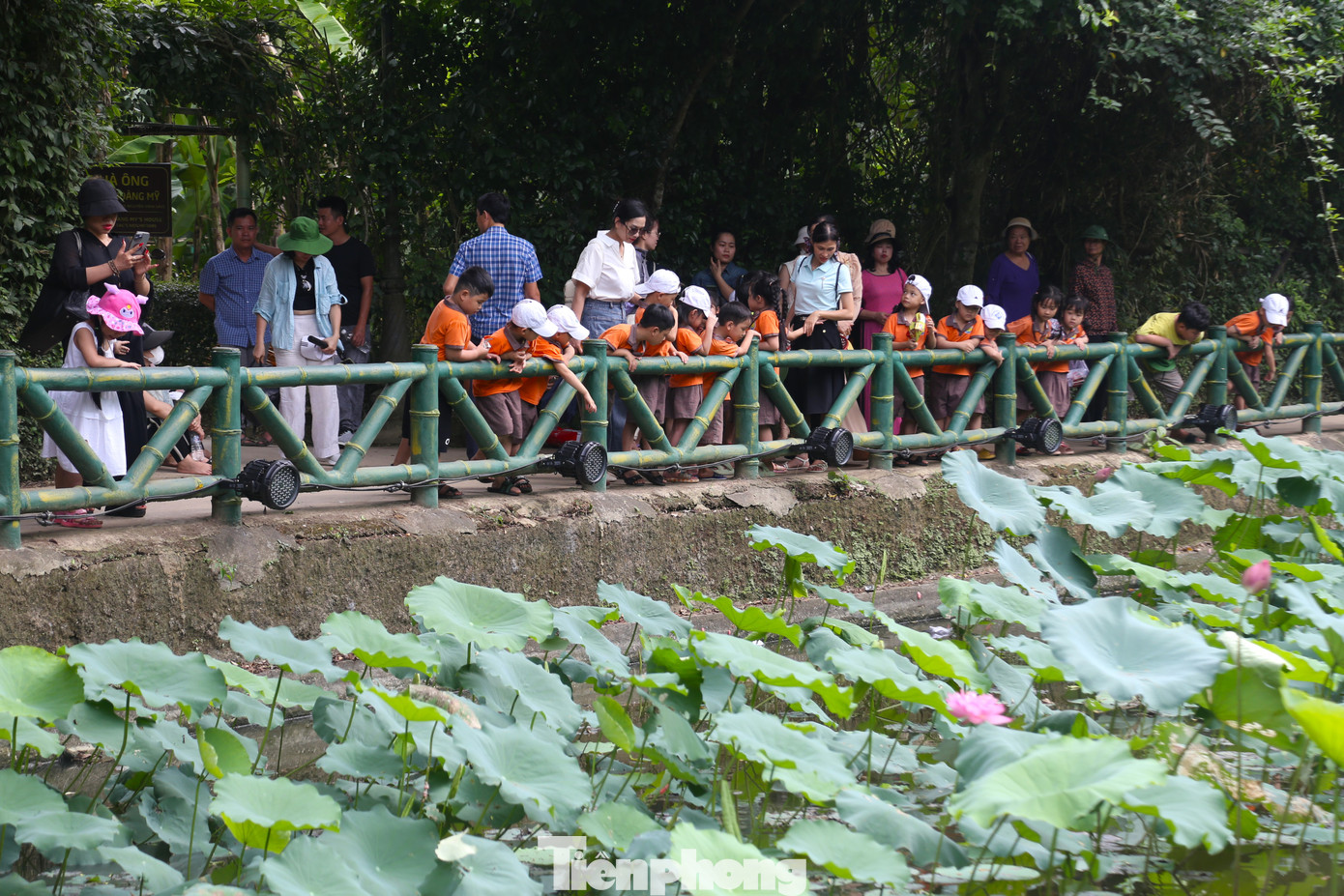 Những ngày này, con đường dẫn vào Làng Sen, quê nội của Bác Hồ, hoa sen khoe sắc, tỏa ngát hương thơm.