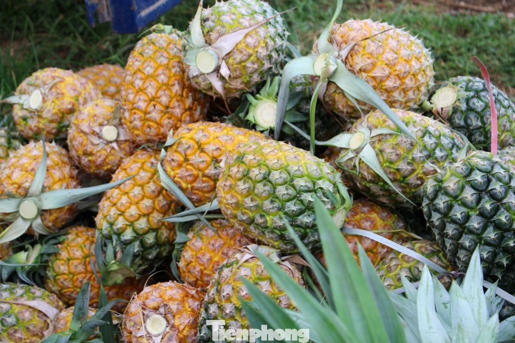 Hiện tại, giá dứa bán cho thương lái từ 3.200 - 3.500 đồng/kg, giảm một nửa so với năm trước