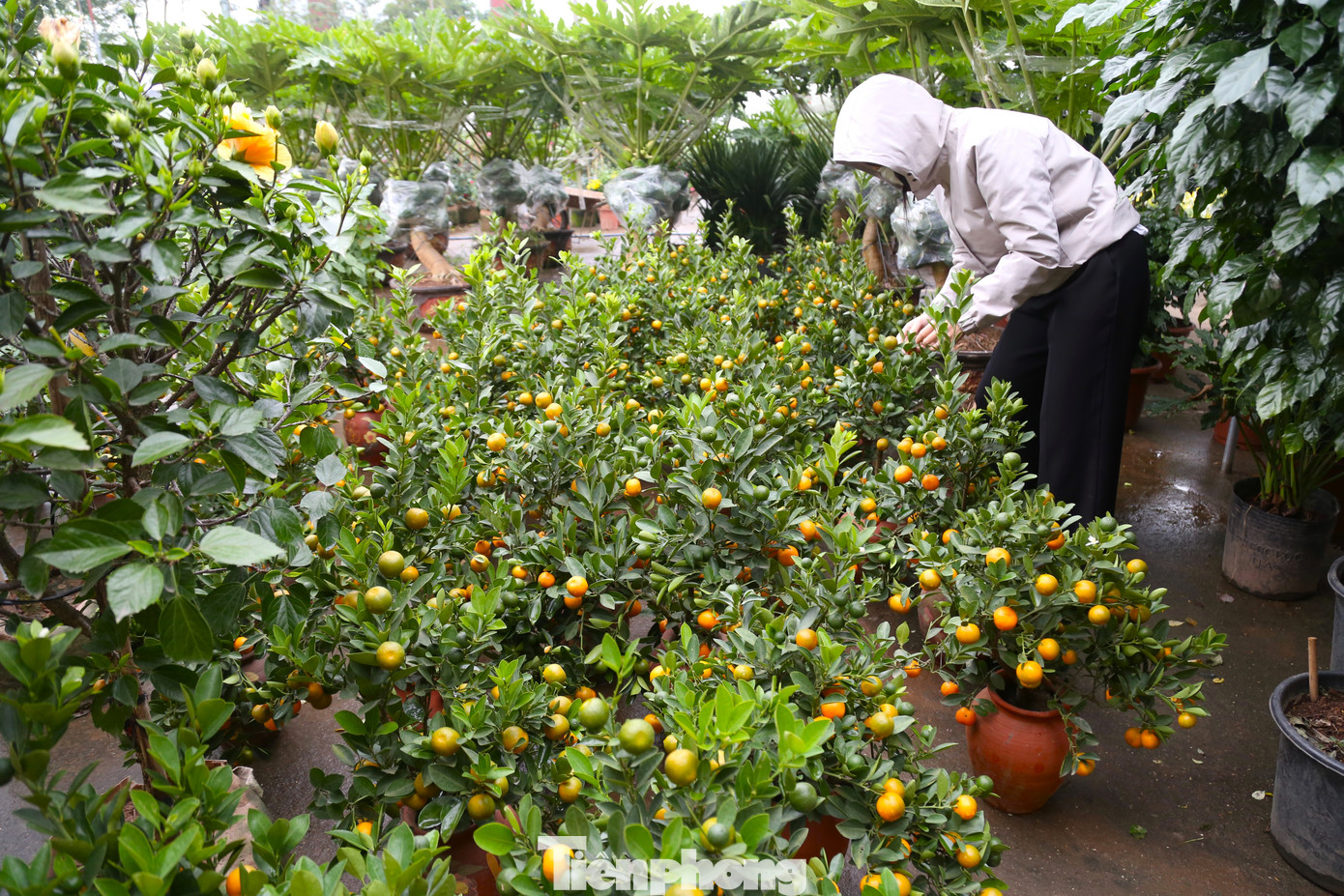 Quất có thể chơi được vài tháng, chính vì thế, dù Tết còn cách hơn một tháng nữa nhưng nhiều người vẫn "xuống tiền" mua về chơi Tết sớm.