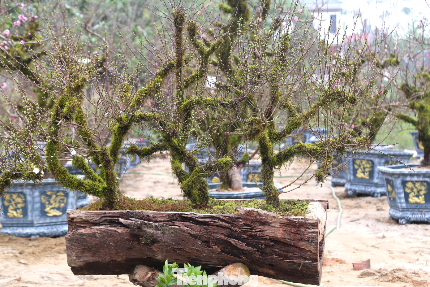 Một số nhà vườn đã cấy ghép nhiều cây nhất chi mai trên gỗ lũa.