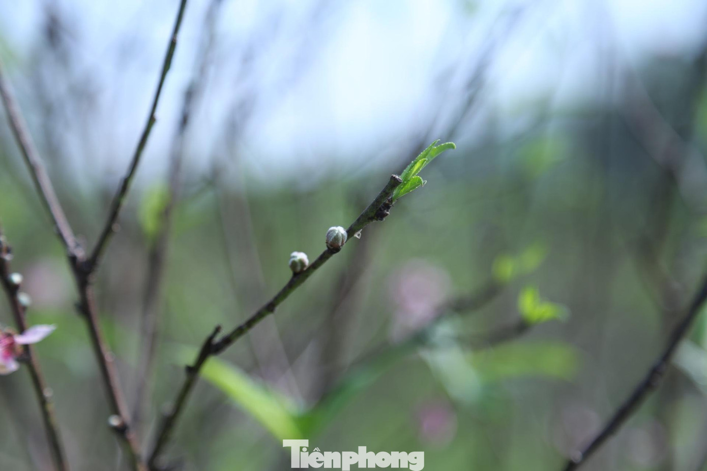 Theo chị Thuyết, công việc tuốt lá đào đòi hỏi sự cẩn thận và tỉ mỉ bởi không cẩn thận sẽ ảnh hưởng đến các mắt hoa, các chồi nụ của cây đào. Vì thế toàn bộ công đoạn tuốt lá, tỉa cành đều được thực hiện hoàn toàn theo phương pháp thủ công.