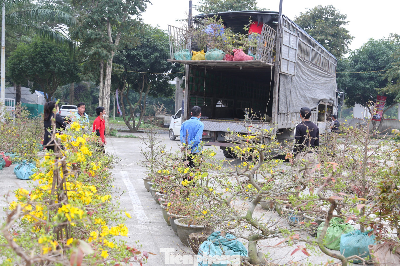 Hoa mai chủ yếu ở tỉnh Bình Định, được các tiểu thương nhập về thành Vinh nhiều từ ngày 18 tháng Chạp.