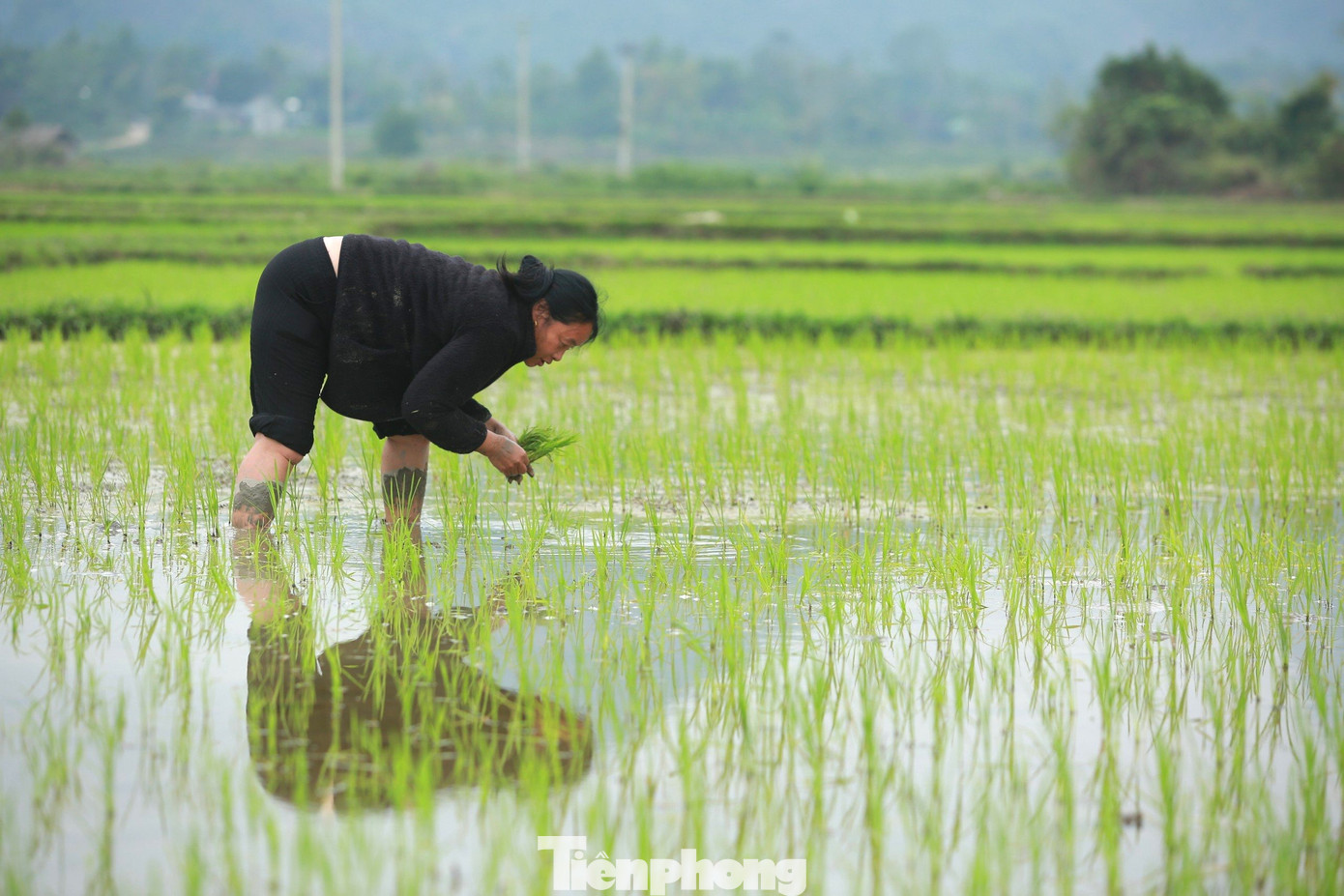 Bà con nông dân tranh thủ tỉa dặm lúa.