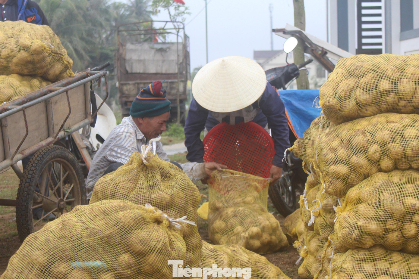Ông Quế Văn Duyên, Giám đốc Hợp tác xã Diễn Phong (huyện Diễn Châu) cho biết, toàn xã có khoảng 150 hộ trồng khoai tây, tập trung chủ yếu ở các xóm Hướng Dương, Đông Hồ… với tổng diện tích khoảng 35 ha, năng suất dự kiến khoảng gần 1.000 tấn.