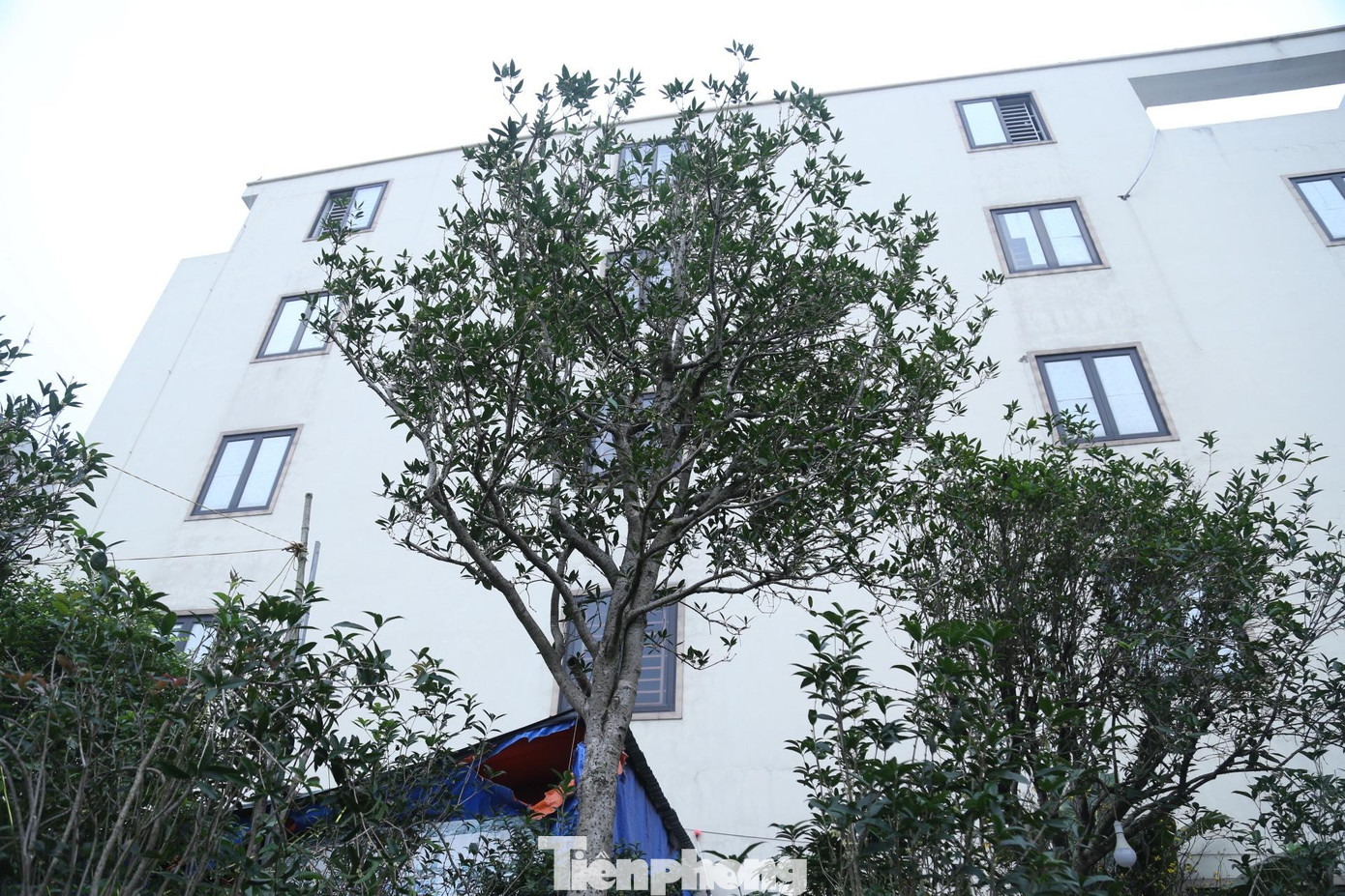 Anh Đặng Minh Trung (SN 1976) - chủ vườn cây cảnh này chia sẻ, năm 2014, anh biết về cây mộc hương tự nhiên mọc ở cao nguyên đồi chè TP Đà Lạt, tỉnh Lâm Đồng. Rất nhiều lần đi lại, tốn kém thời gian, tiền bạc và công sức thuyết phục nhưng chủ nhân không đồng ý bán. Đến năm 2021, sau 7 năm “đeo đuổi”, anh mới thuyết phục được gia chủ đồng ý bán lại cây mộc hương này.