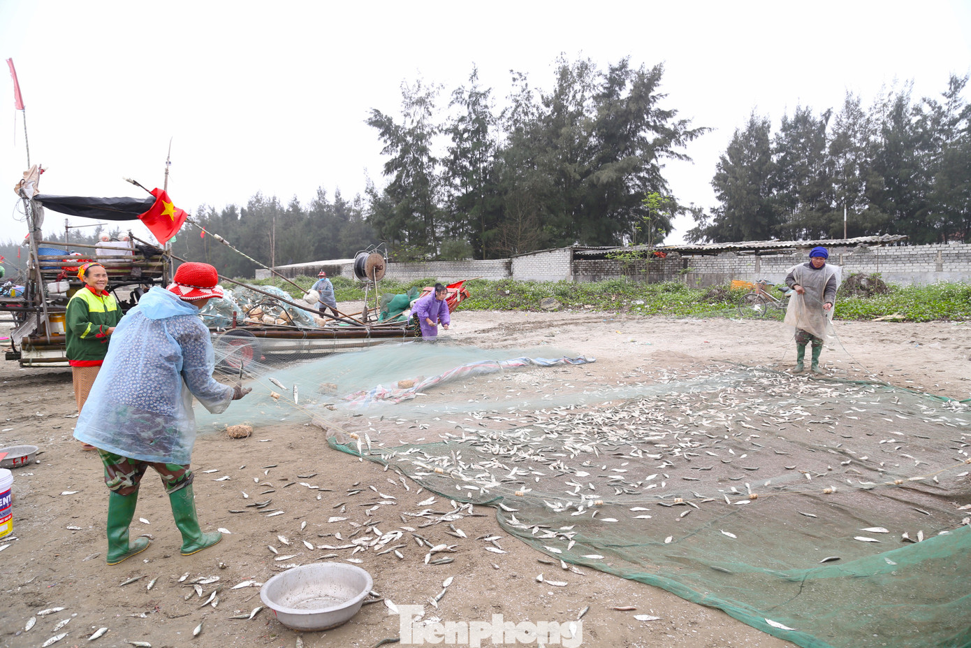 Việc gỡ, thu hoạch cá trích mất rất nhiều thời gian. Vì vậy, nhiều phụ nữ cũng được huy động để cùng gỡ cá. Việc gỡ, thu hoạch cá trích mất rất nhiều thời gian. Vì vậy, nhiều phụ nữ cũng được huy động để cùng gỡ cá.