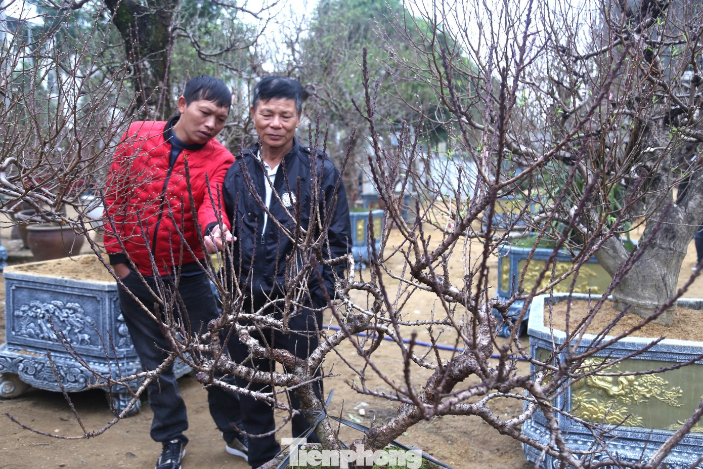 Ngoài lan trắng dát vàng gây ‘sốt’, thị trường hoa, cây cảnh phục vụ Tết ở thành phố Vinh năm nay còn xuất hiện các cây đào Thất Thốn, được dân chơi tôn là loài vương giả nhất trong các loại hoa đào.