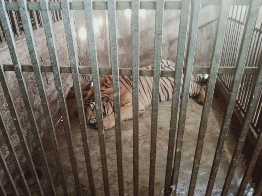 Tại hiện trường, công an đã thu giữ 17 cá thể hổ còn sống, trong đó có con nặng vài tạ. Cơ quan công an đã điều nhiều xe cẩu để vận chuyển các cá thể hổ này đi phục vụ công tác điều tra.