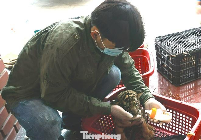 Thời điểm được giải cứu, hổ rất yếu ớt, có biểu hiện tiêu chảy, bị bệnh đường ruột