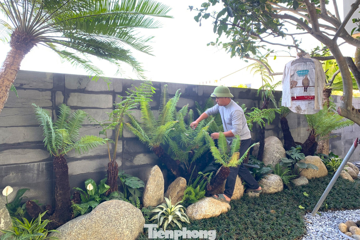 Theo anh Nguyễn Văn Ba, một người chuyên thiết kế công trình cây xanh ở thành phố Vinh, dịp Tết, nhu cầu người làm sân vườn, tiểu cảnh càng tăng cao, đội thợ 10 người của anh phải tăng ca, thậm chí làm tới tận nửa đêm để kịp bàn giao cho khách. “Công việc này không thể làm nhanh, làm ẩu mà cần sự kiên trì, tỉ mỉ. Ngoài đảm bảo cây sống tốt, sống khoẻ thì phải đẹp, hợp lý và mang dấu ấn riêng của chủ nhà”, anh Ba cho hay.