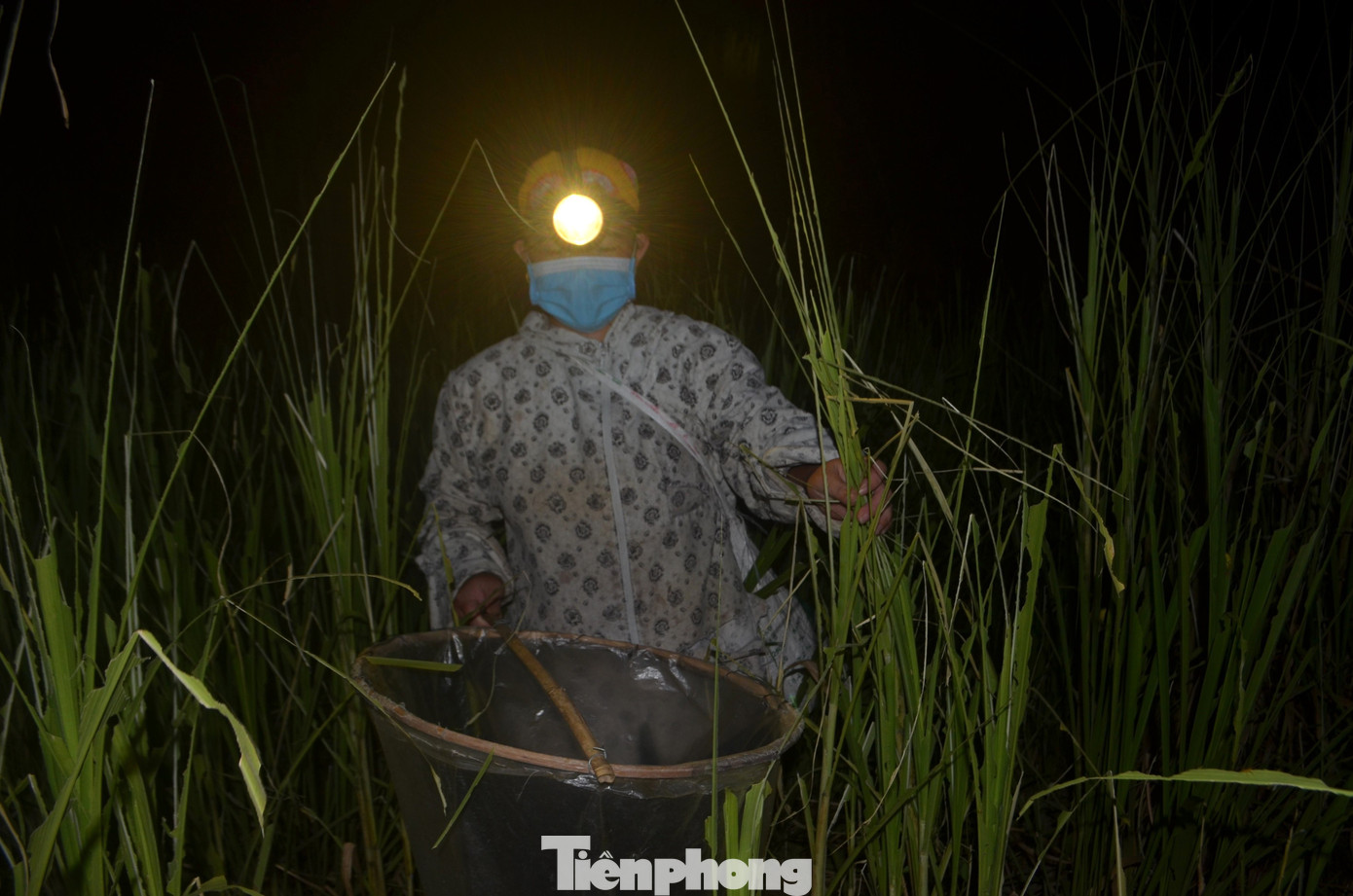 Việc phun thuốc bằng máy bay không người lái có hiệu quả cao, tuy nhiên trong khu vực khu dân cư không phun được vì ảnh hưởng đến sức khỏe người dân, do đó phải bắt thủ công.