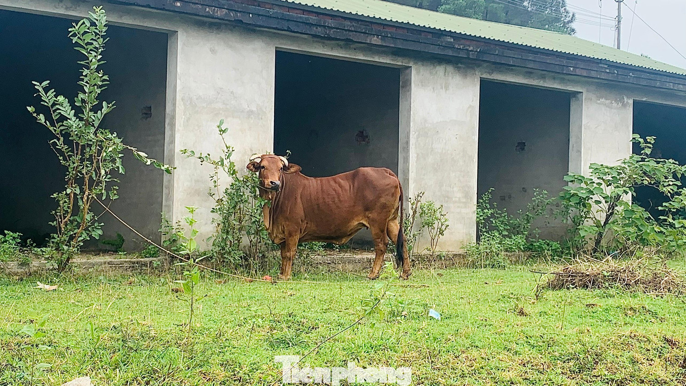 Công trình tiền tỷ thành nơi chăn thả trâu bò