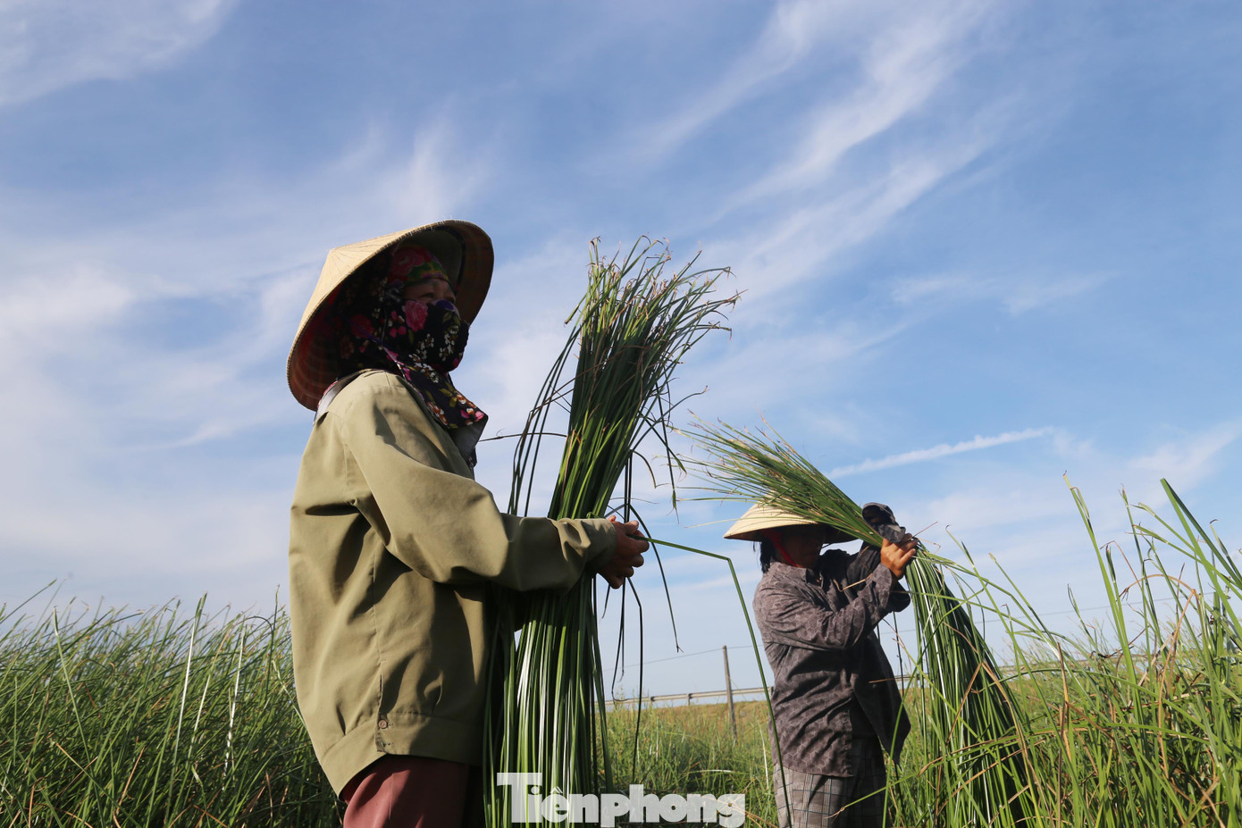 Bà Trần Thị Hương (45 tuổi, xóm Thuận Hòa, xã Hưng Hòa) cho biết, mỗi ngày bà thu hoạch được khoảng 60kg cói thành phẩm, nếu thời tiết thuận lợi thì có thể hơn. Giá cói thời điểm hiện tại 90.000/10kg, tính ra mỗi ngày bà kiếm được hơn 500.000 đồng.