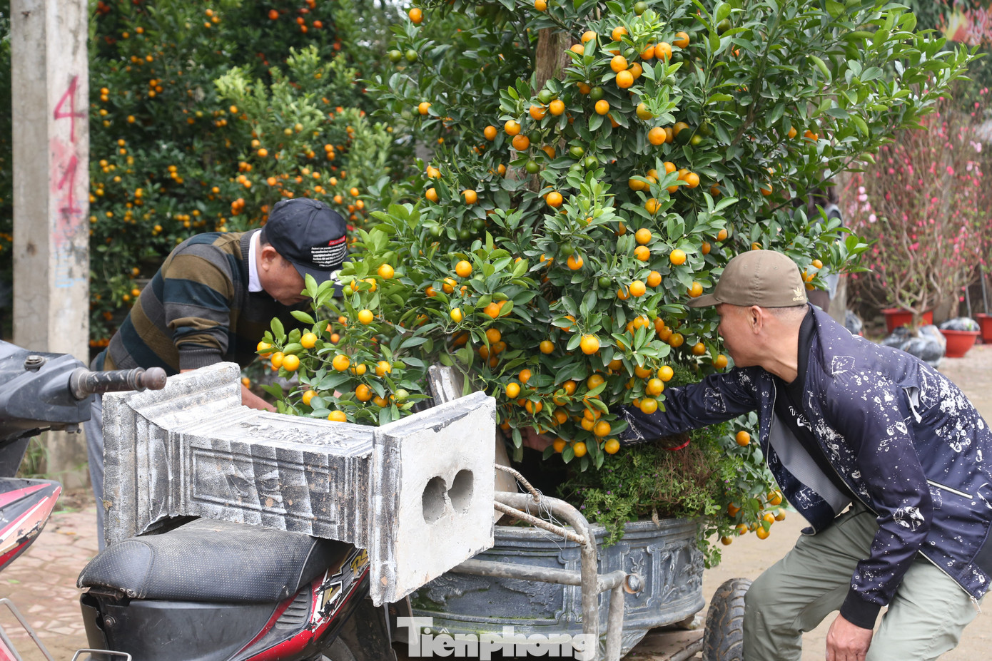 Một chuyến chở cây cảnh thường từ 50.000 đồng trở lên, tùy vào kích thước hay khoảng cách xa gần. Thường một cành đào không có chậu, có thể buộc sau xe sẽ có giá vận chuyển từ 50.000 – 100.000 đồng/chuyến. Những loại cây cảnh có chậu, nặng và to sẽ có giá vận chuyển cao hơn, từ 100.000 – 300.000 đồng/chuyến.