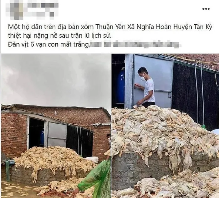 Thông tin 6 vạn con vịt bị chết đăng tải trên mạng xã hội gây hoang mang dư luận. (Ảnh chụp màn hình)