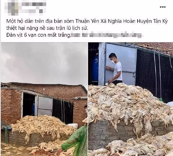 Thông tin 6 vạn con vịt bị chết đăng tải trên mạng xã hội gây hoang mang dư luận. (Ảnh chụp màn hình)