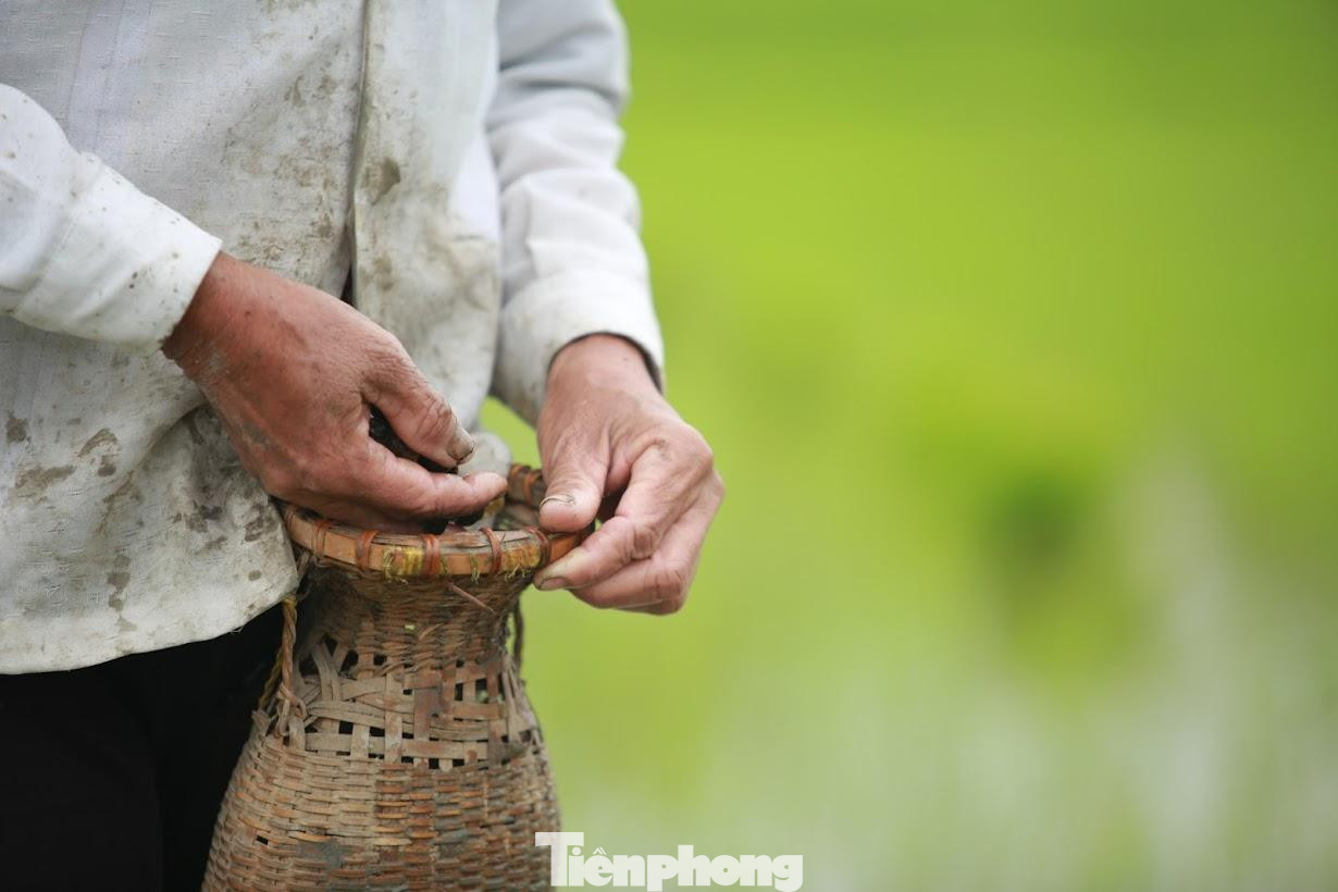 Nhặt bỏ những con ốc bươu có hại với cây lúa.