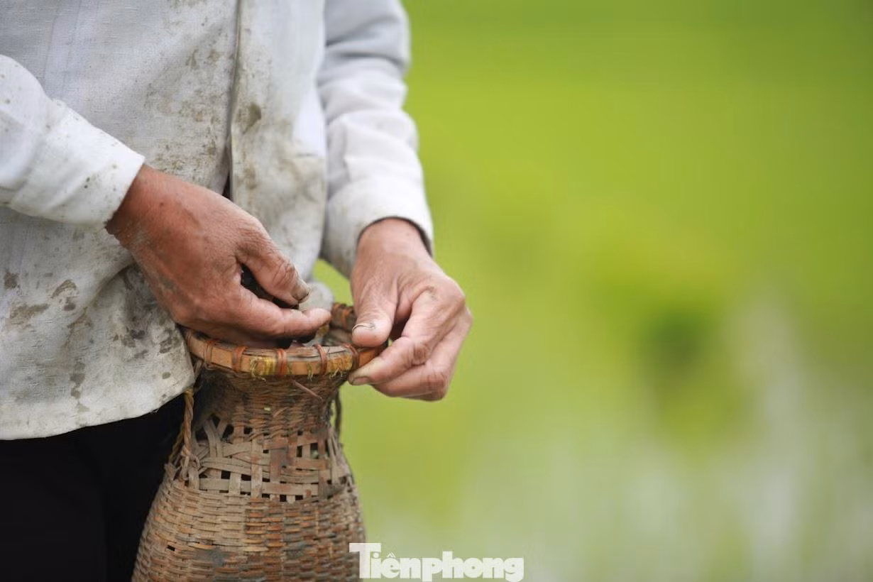 Nhặt bỏ những con ốc bươu có hại với cây lúa.