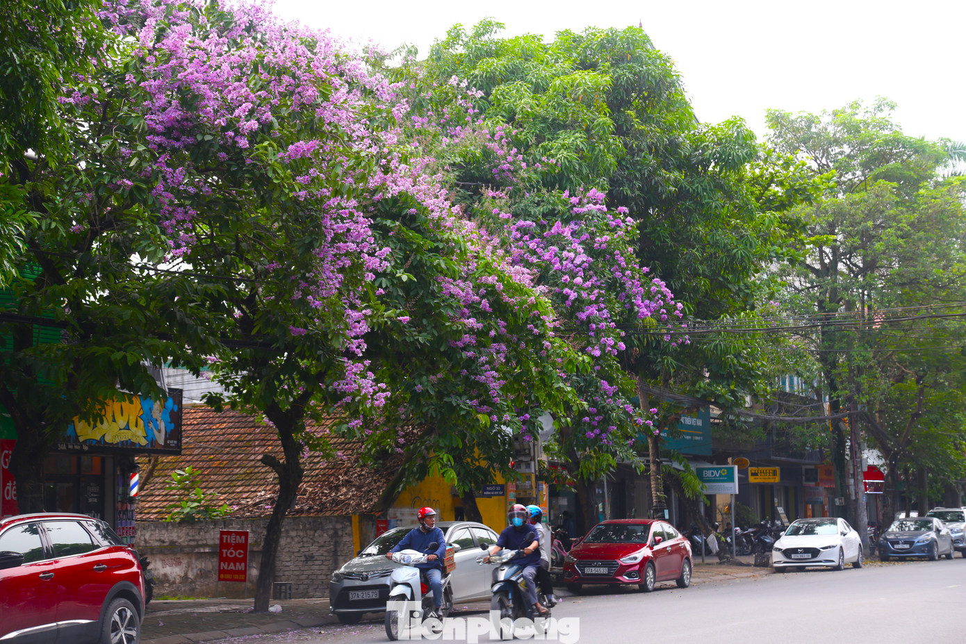 Bằng lăng tím có thời gian nở khá ngắn, dù vậy cũng đủ làm cho mọi người ngẩn ngơ, xao xuyến. Trong ảnh, bằng lăng khoe sắc trên tuyến phố Hà Huy Tập.